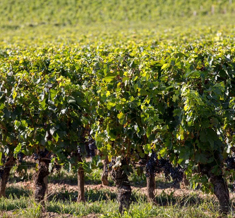 Graves Vineyard